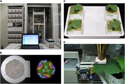 Effects of Artificially Reproduced Fluctuations in Sunlight Spectral Distribution on the Net Photosynthetic Rate of Cucumber Leaves